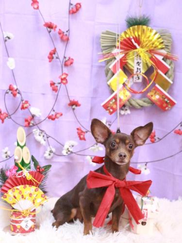 20230123チョコくん